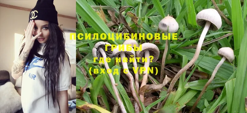 цена   Изобильный  гидра ТОР  Псилоцибиновые грибы Cubensis 